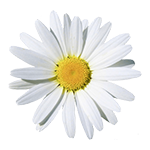 Chamomile Flower