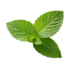 Mint