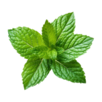 Spearmint