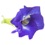Blue Pea