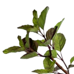 Krishna Tulsi