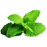 Peppermint