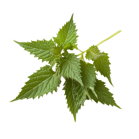 Nettle