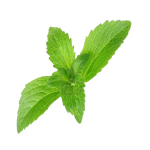 Stevia