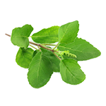 Tulsi