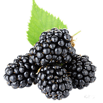 Blackberry Flavour